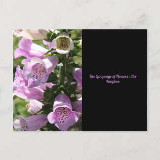 Cartão postal Foxglove