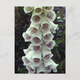 Cartão Postal Foxglove Branca