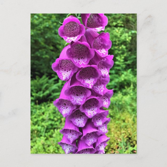 Cartão Postal Foxglove Flowers, Oregon (Frente)