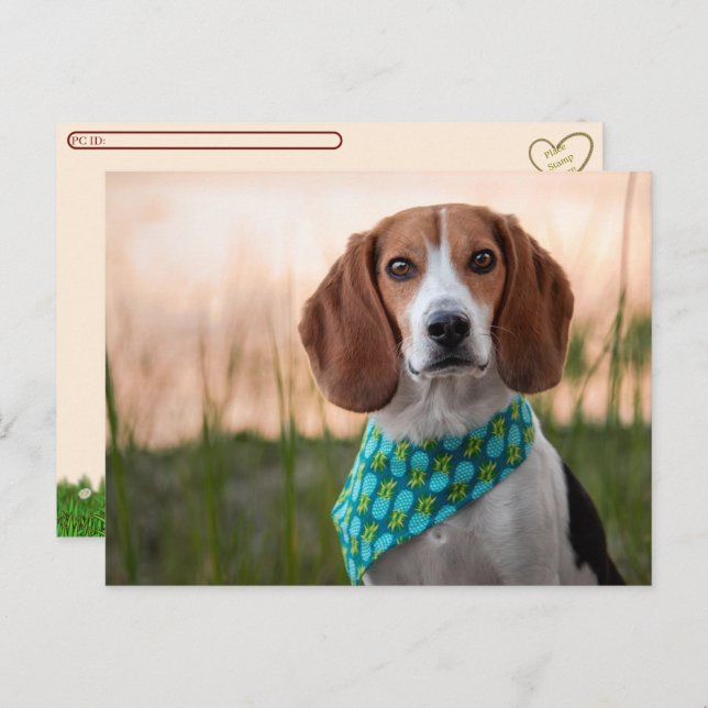 Cartão postal - Foxhound (Frente/Verso)