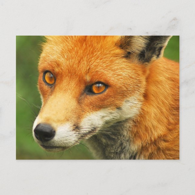 Cartão Postal Foxy Lady (Frente)