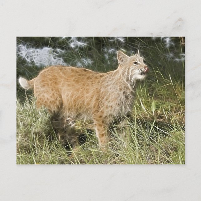 Cartão Postal Fractalius Bobcat (Frente)