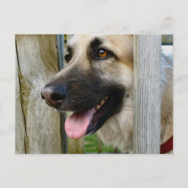 Cartão Postal Frado