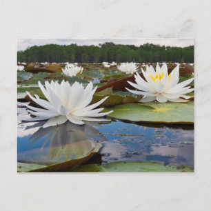 Cartão Postal Fragrante Água Lírio (Ninfhaea Odorata) Em Caddo