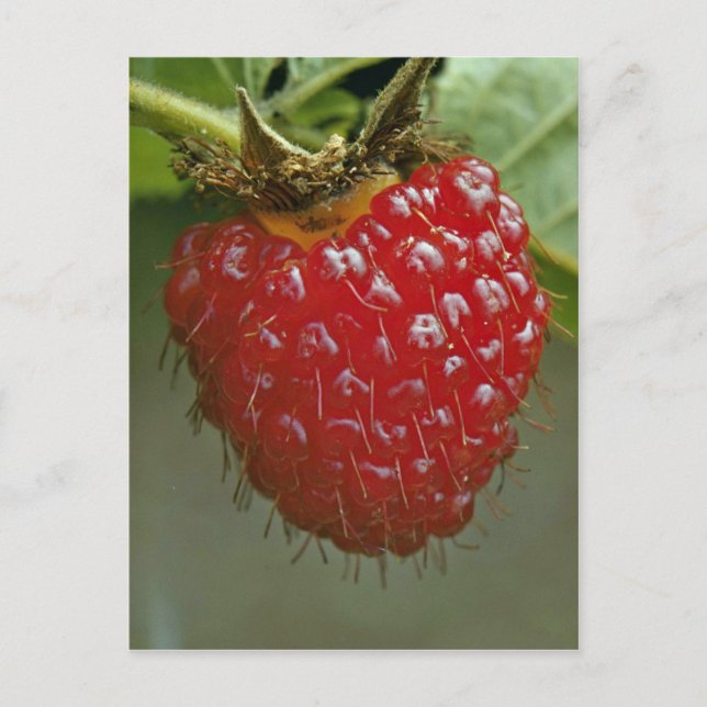 Cartão Postal Framboesa havaiana (Rubus hawaiiensis) (Frente)