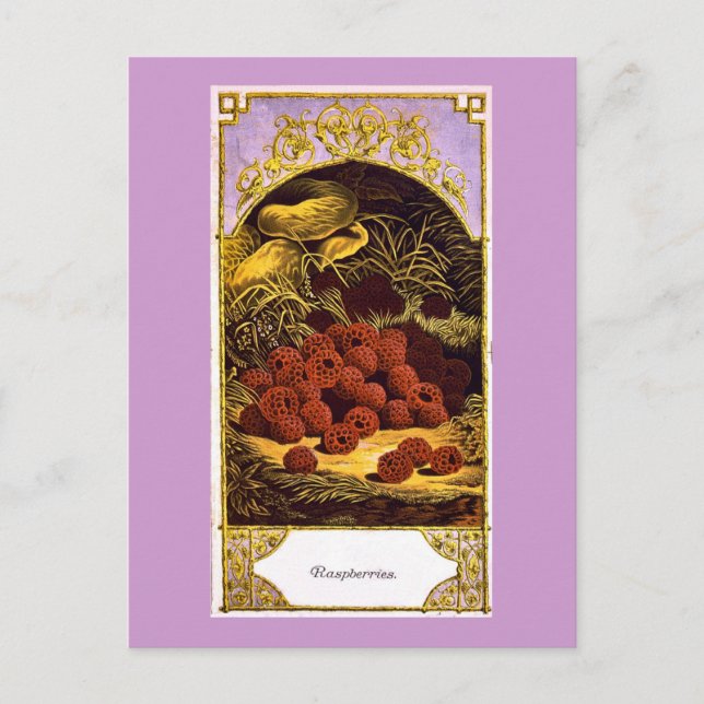 Cartão Postal Framboesas - Anúncio Antigo 1874 (Frente)