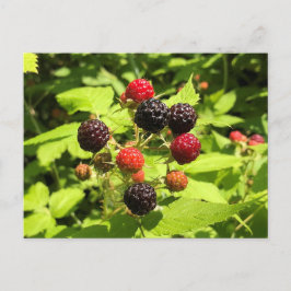 Cartão Postal Framboesas Pretas Frescas