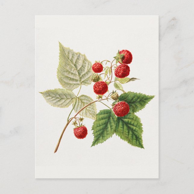 Cartão Postal Framboesas Vermelhas (Rubus Xneglectus) - Fruta (Frente)