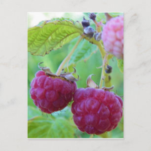 Cartão Postal frambuesa vermelha jardinagem de bagas frambuesa
