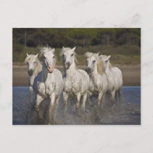 Cartão Postal França, Camargue. Cavalos atravessam os 2