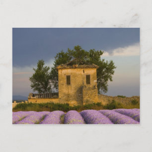 Cartão Postal França, Provença. Campo de lavanda e
