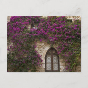 Cartão Postal França, Provença, Eze. Rosa brilhante