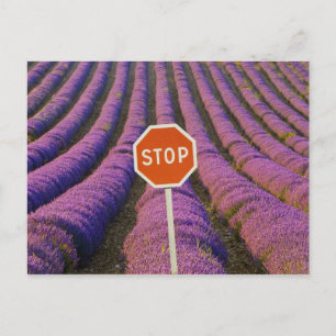 Cartão Postal França, Provença. Fileiras de lavanda e parem