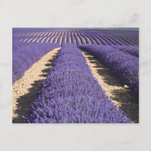 Cartão Postal França, Provença. Fileiras de lavanda em flor. 3