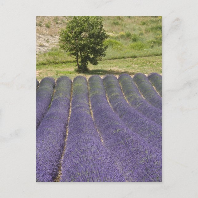 Cartão Postal França, Provença. Linhas de lavanda floridas. (Frente)