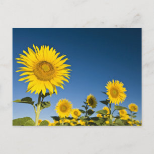 Cartão Postal França, Provença, Valensole. Girassóis ficam