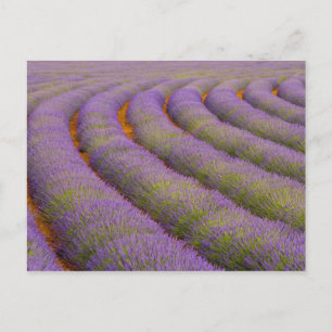 Cartão Postal França, região da Provença. Fileiras curvas de