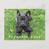 Franchie Love French Bulldog Photo Postcard
