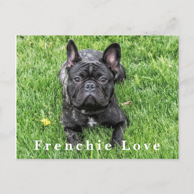 Cartão Postal Franchie Love French Bulldog Photo Postcard (Frente)