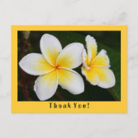 Frangipani