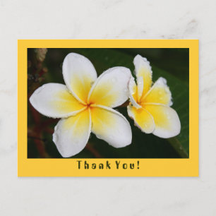 Cartão Postal Frangipani