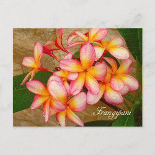 Cartão Postal Frangipani