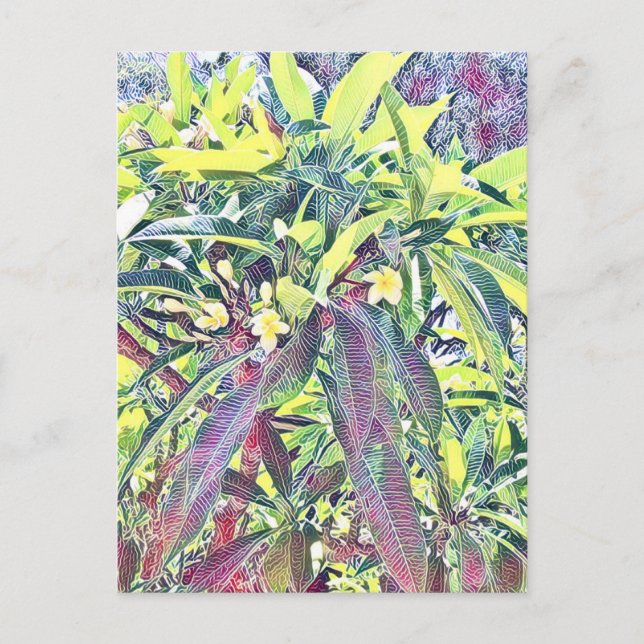 Cartão Postal Frangipani Tree Cairns na Austrália tropical (Frente)