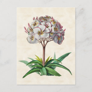 Cartão Postal Frangipani Vintage Botânica