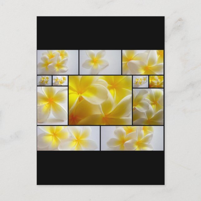 Cartão Postal Frangipanis (Frente)