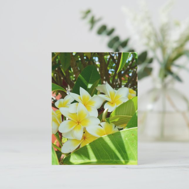 Cartão Postal Frangipanis Amarelos Crescendo Em Uma Árvore, (Em pé/Frente)