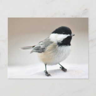 Cartão Postal Frango