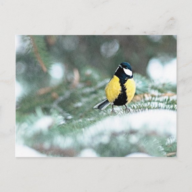 Cartão Postal Frango Azul Na Árvore Verde De Spruce (Frente)
