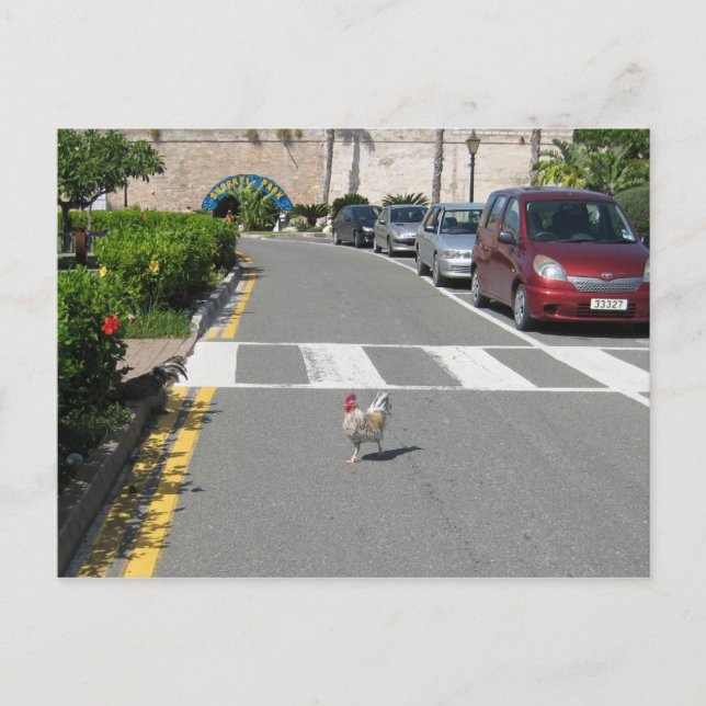 CARTÃO POSTAL FRANGO BERMUDA (Frente)