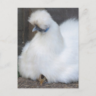 Cartão Postal Frango branco liso e Pintinho em forma de branco