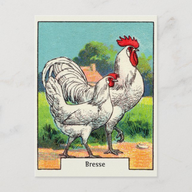 Cartão Postal Frango Bresse Vintage (Frente)