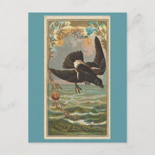 Cartão Postal Frango da Mãe Carey