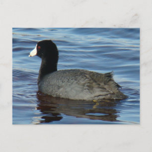 Cartão Postal Frango-d'água-comum B27