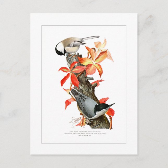 Cartão Postal Frango e Nuthatch (Frente)