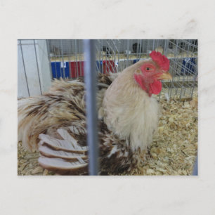 Cartão Postal Frango Justo