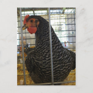 Cartão Postal Frango Pepperado