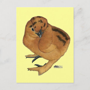 Cartão Postal Frango Vermelho Silkie