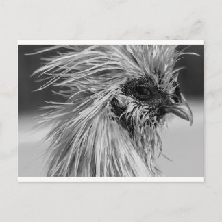 Cartão Postal Frango Wet Silkie Zangado
