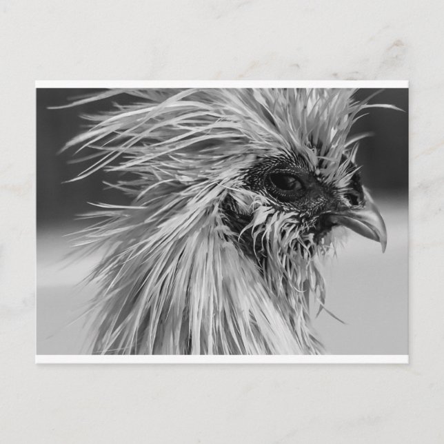 Cartão Postal Frango Wet Silkie Zangado (Frente)