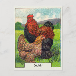 Cartão Postal Frangos Cochin Antigos