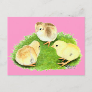 Cartão Postal Frangos Wheaten Aseel