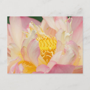 Cartão Postal Franklin NC, Jardim d'Água de Perry, Lotus com