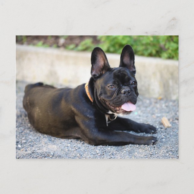 Cartão Postal Französisch Bulldog (Frente)