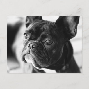 Cartão Postal Französisch Bulldog