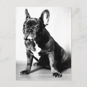Cartão Postal Französische Bulldogge