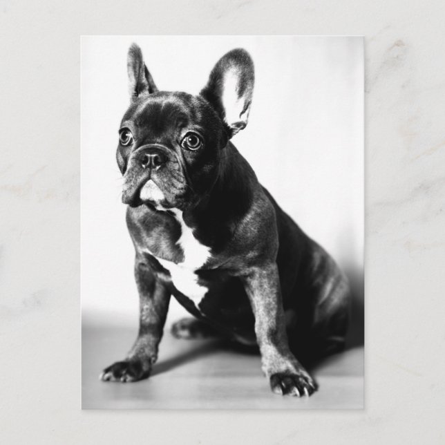 Cartão Postal Französische Bulldogge (Frente)